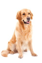 purebred golden retriever dog sitting on isolated  white background