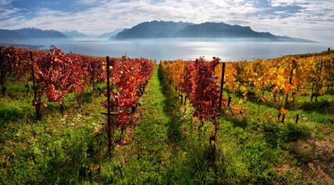 panorama of autumn vineyards in switzerland view on lavaux region by autumn day, vaud