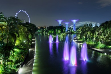 supertree grove forest illuminated at night. gardens by the bay, singapore city