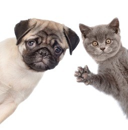 peeking cat and dog. isolated on white background.
