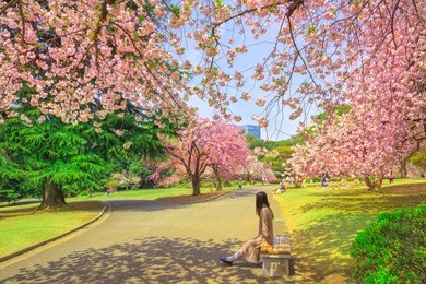 unidentified woman relaxes under blossoming cherry tree in shinjuku gyoen national garden. shinjuku gyoen is the best places in tokyo to see cherry blossoms. springtime, blu sky.