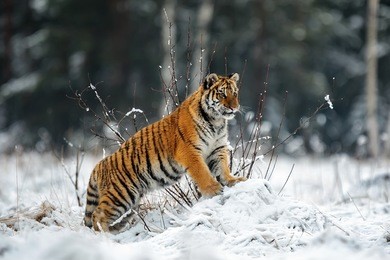 female siberian tiger is looking into the country full of snow
