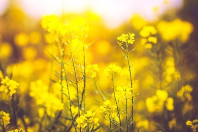 meadow flowers. spring nature