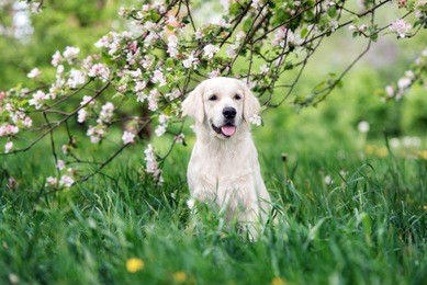golden retriever dog posing outdoors in spring