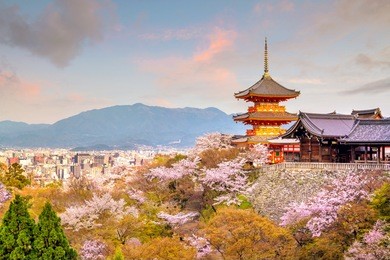 kiyomizu-dera temple and cherry blossom season (sakura) spring time in kyoto, japan