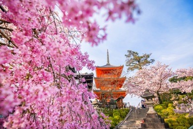 kiyomizu-dera temple and cherry blossom season (sakura) spring time in kyoto, japan