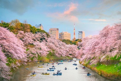 chidorigafuchi park in tokyo during sakura season in japan