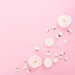 pattern white white roses on pastel pink background. flat lay, top view.
