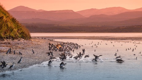 colony of king cormorants  at beagle channel, patagonia, summer time
