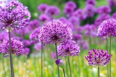 purple flowers on a fancy violet background. beauty purple texture and awesome floral composition. close up of persian onion. best floral picture for covers, banners, posters and other projects.