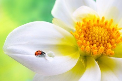 tropical white flower with yellow stamens, ladybug and transparent drop of water on a green background macro. colorful elegant graceful expressive image of nature, wallpaper.