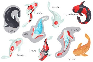 carp koi fish species set, traditional sacred japanese fish colorful vector illustrations