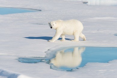 polar bear on the pack ice