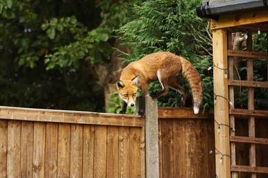 close up of a red fox walking on the fence in the back garden , england, uk