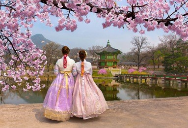 cherry blossom in spring with korean national dress at gyeongbokgung palace  seoul,south korea.