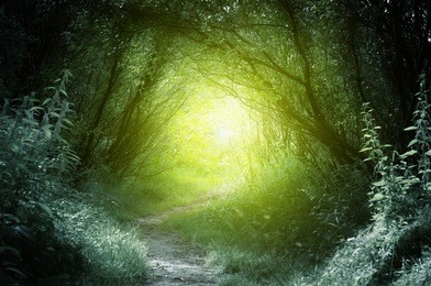 way in deep forest