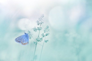 gentle natural background in pastel colors with a soft focus of blue shades.  wild meadow grass and butterfly in spring in nature macro. beautiful summer meadow, inspiration nature.