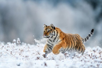 siberian tiger, panthera tigris altaica, low angle photo in direct view, running in the water directly at camera with water splashing around. attacking predator in action. tiger in taiga environment.