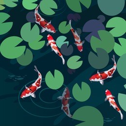 koi carp japanese red and white fish vector illustration. lotus leaves in pond background