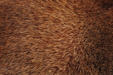 brown fur and cat hairs