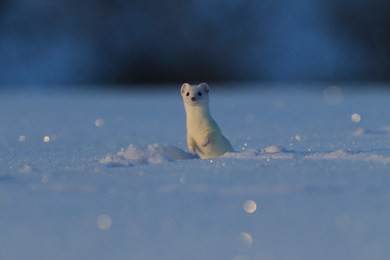 stoat (mustela erminea),short-tailed weasel in the  winter germany
