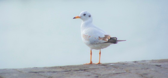 seagull portrait against sea shore. close up view of white bird seagull  sitting by the beach. wild seagull with natural blue background. 