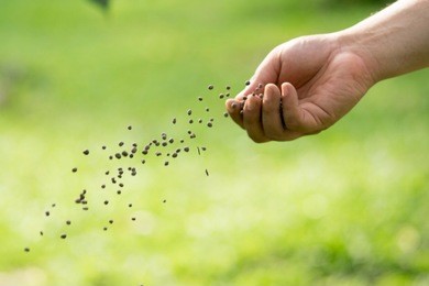 man's hand is sowing fertilizer. important steps to take care of plants.