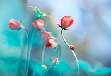 beautiful pink flowers anemones and ladybug in spring nature outdoors against blue sky, macro, soft focus. magic colorful artistic image tenderness of nature, spring floral wallpaper