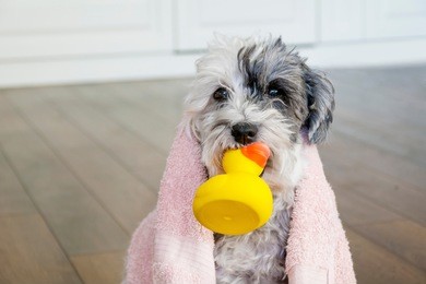 cute dog  with pink towel and yellow rubber  duck ready for bath