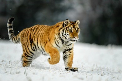 siberian tiger, panthera tigris altaica, low angle photo in direct view, running in the water directly at camera with water splashing around. attacking predator in action. tiger in taiga environment.