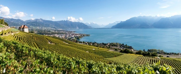 lavaux, switzerland: landscape of lavaux vineyard terrace hiking trail, lake geneva and swiss mountains