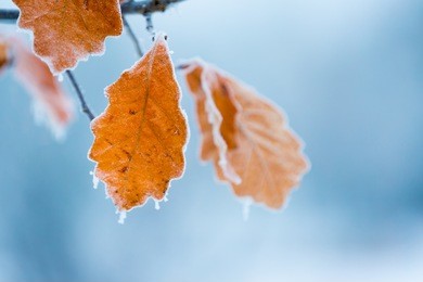 frosty leaves in fall