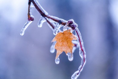 orange leaf in ice