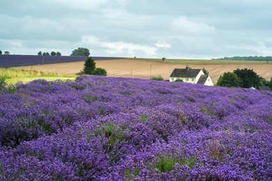 snowshill lavender fields, near broadway at the heart of the cotswolds in england.