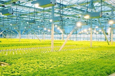 growing cucumbers in a greenhouse.