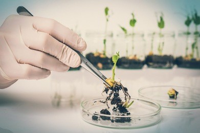 scientist testing gmo plant in laboratory - biotechnology and gmo concept - retro style