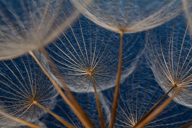 dandilion seeds against a blue background that show it's dainty features