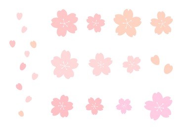 cherry blossoms isolated on white background