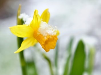 close on a daffodil in a garden covered with snow