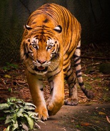 tiger in the chang mai zoo