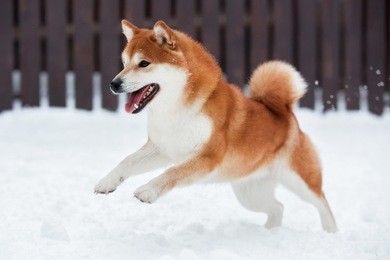 red akita inu dog playing in the snow
