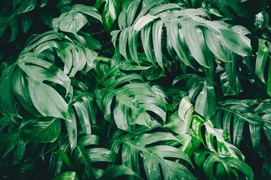 green monstera leaves aka swiss cheese plant or monstera deliciosa in dark tone. tropical jungle pine green foliage background or pattern for creative design elements. texture of philodendron monstera