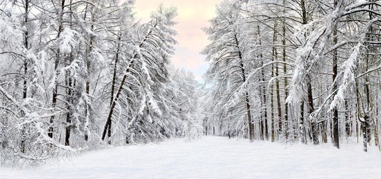 forest after a heavy snowfall. winter ponamramny landscape. morning in the winter forest with freshly fallen snow