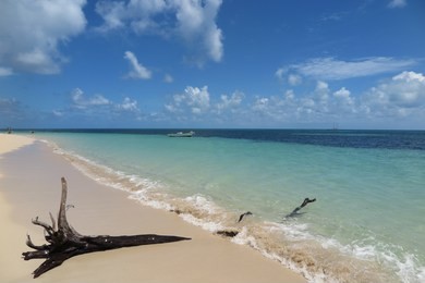 collapsed tree and blue sea at green island, cairns, australia