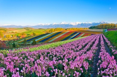 panoramic flower gardens shikisai hill in biei, japan