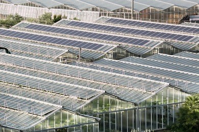 external view, from the top, of a vegetable coultivation in 
greenhouse