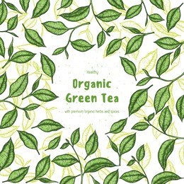 green tea vector illustration. hand drawn design template with tea leaf.