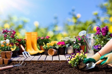 gardening - gardener planting pansy with with flowerpots and tools
