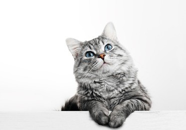 close up view of gray tabby cute kitten with blue eyes. pets and lifestyle concept. lovely fluffy cat on grey background.