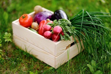 close up photo of wooden crate with fresh organic vegetables from farm. harvest time